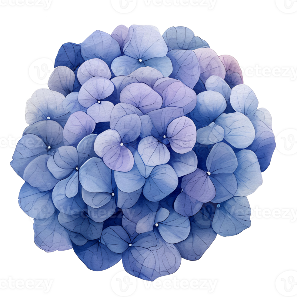 beautiful watercolor hydrangea flower, png