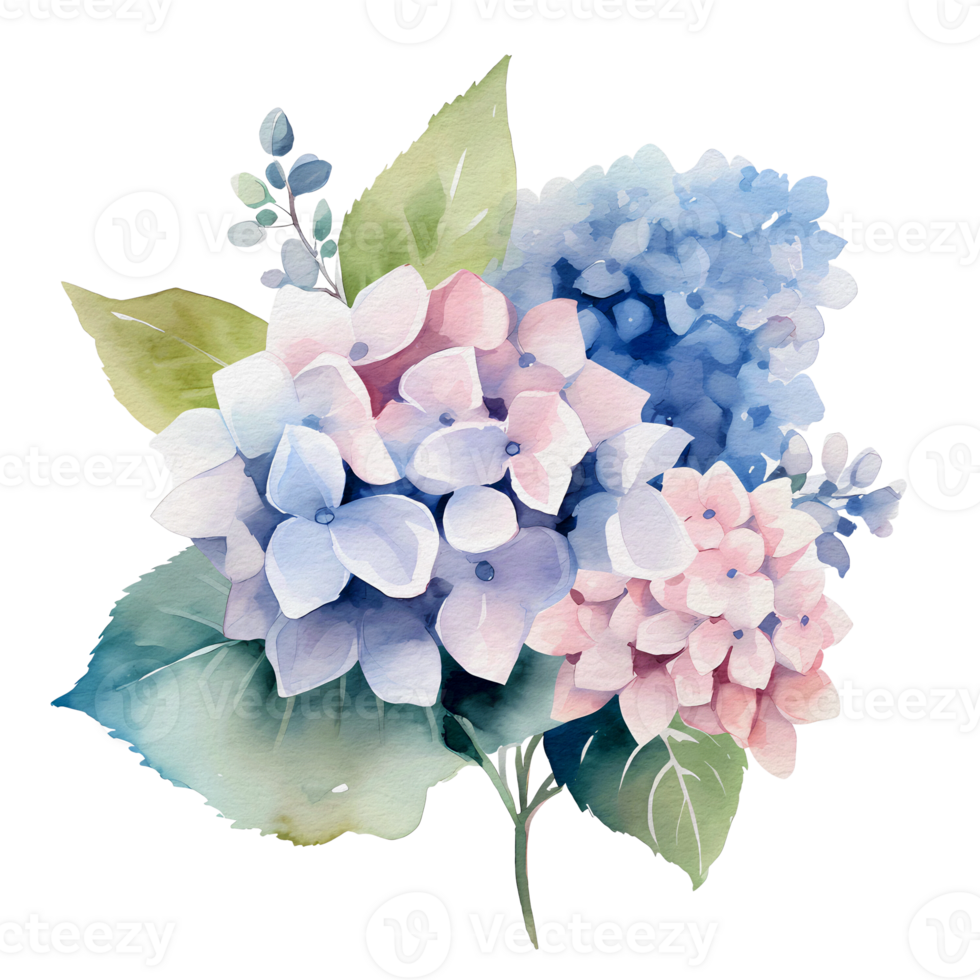 beautiful watercolor hydrangea flower, png