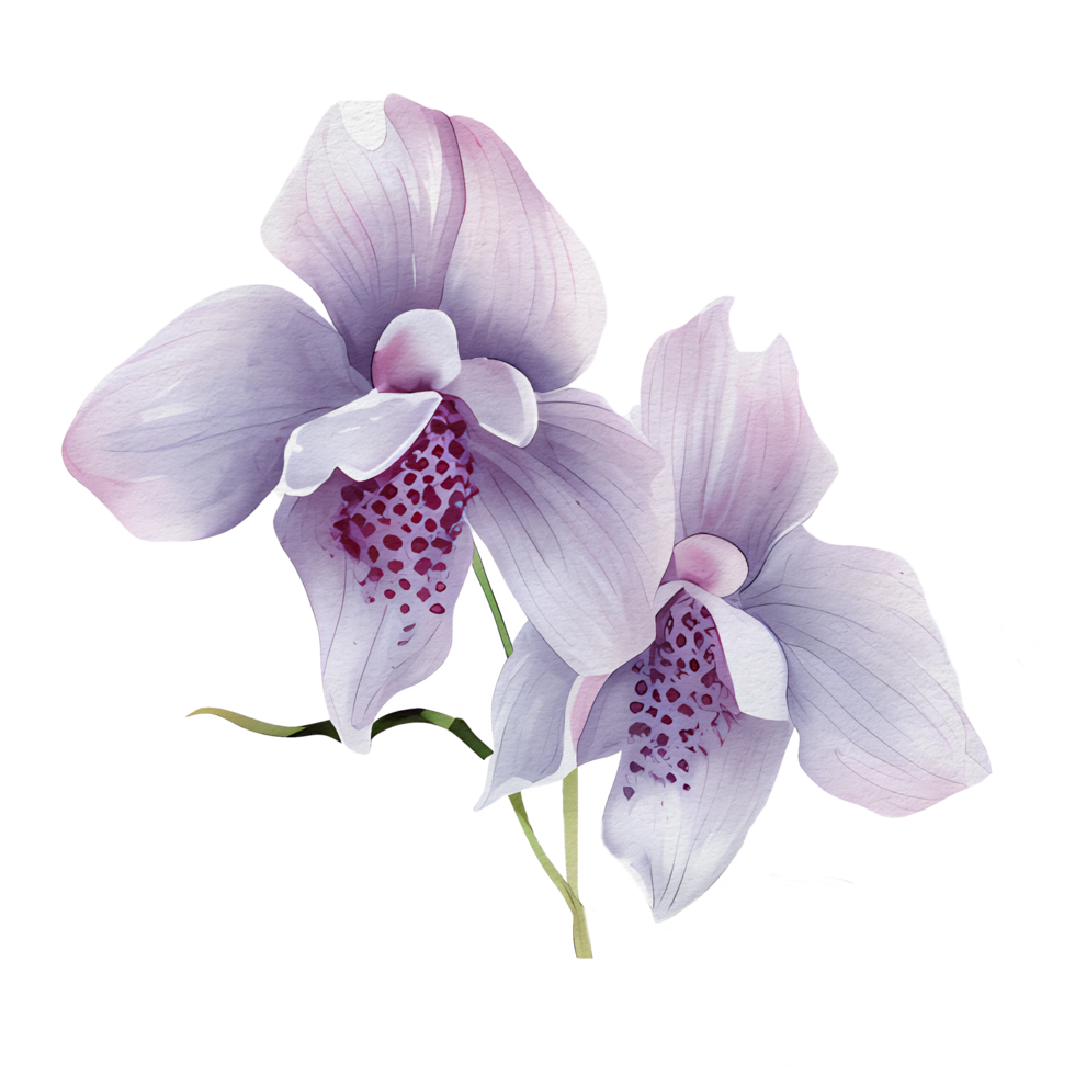 beautiful watercolor thai pink purple orchid flower, png