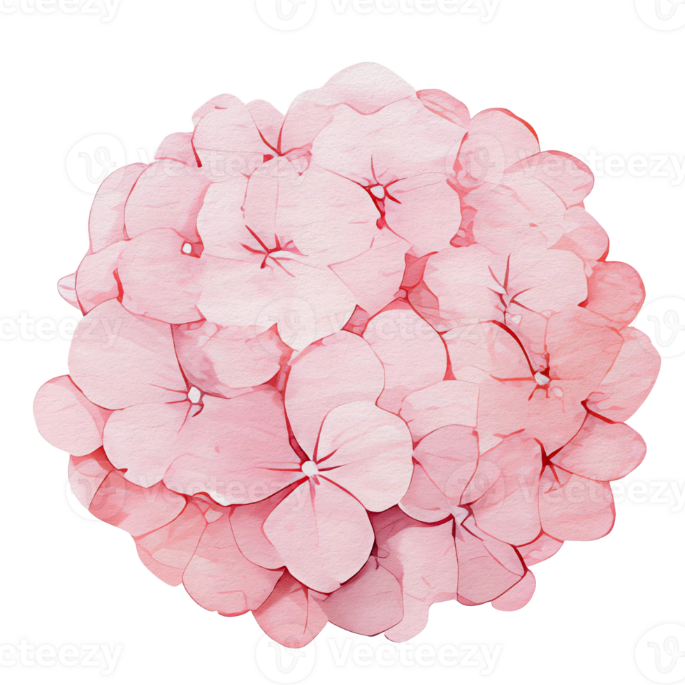 beautiful watercolor hydrangea flower, png