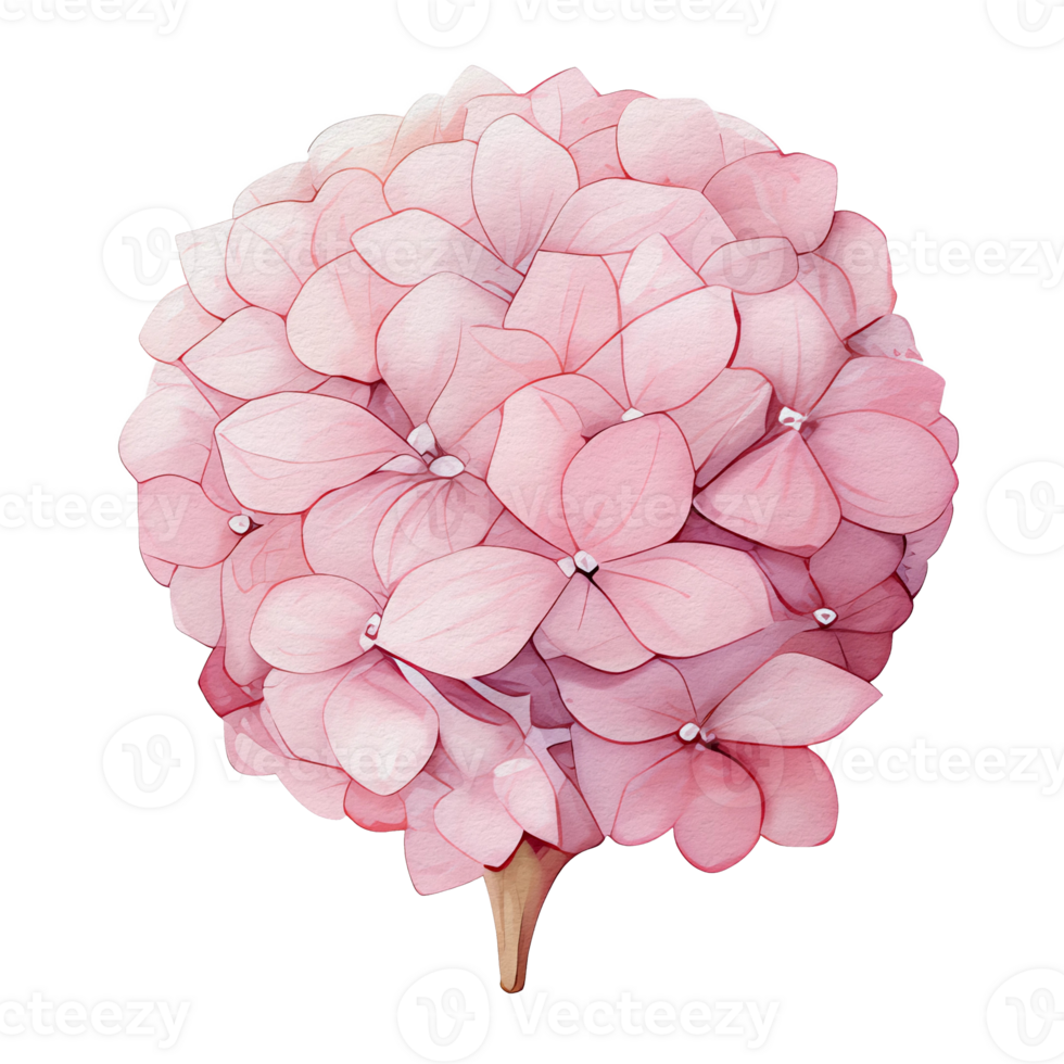 beautiful watercolor hydrangea flower, png