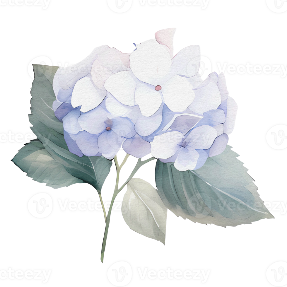 beautiful watercolor hydrangea flower, png