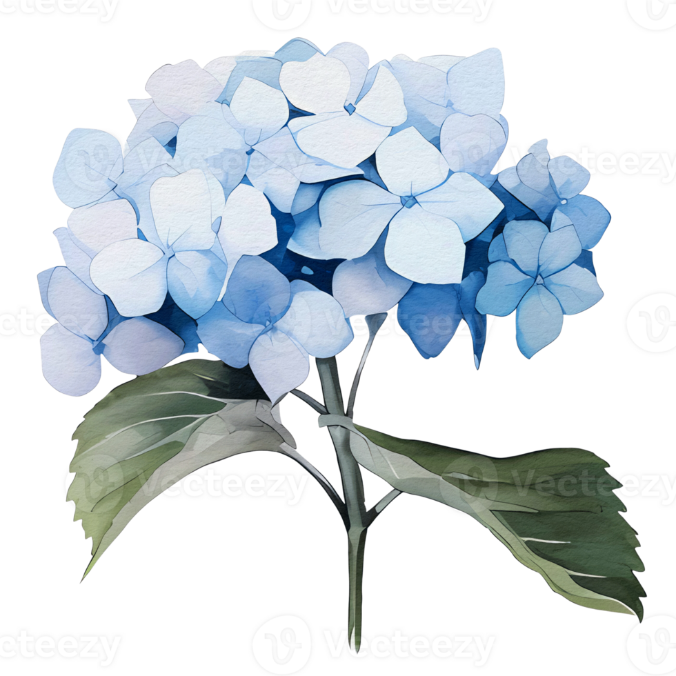 beautiful watercolor hydrangea flower, png