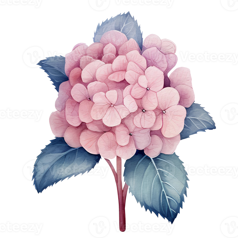 beautiful watercolor hydrangea flower, png
