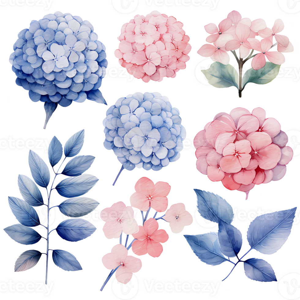beautiful watercolor hydrangea leaves flower, png