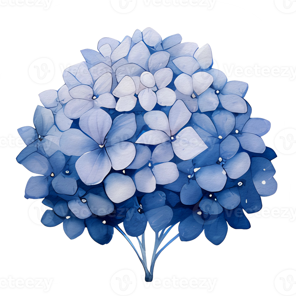beautiful watercolor hydrangea leaves flower, png