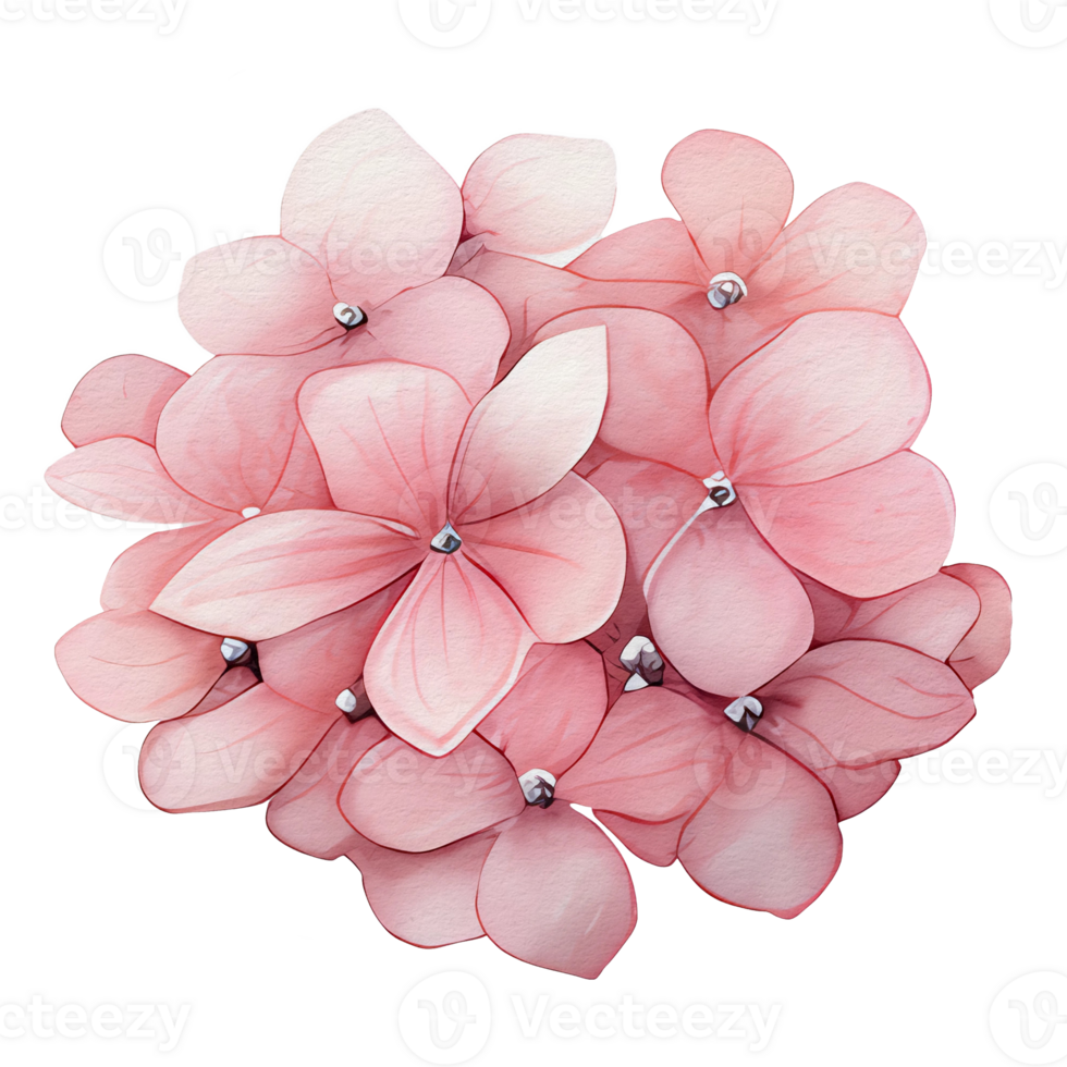 beautiful watercolor hydrangea flower, png