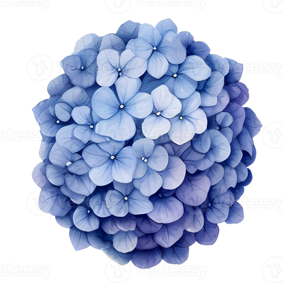 beautiful watercolor hydrangea flower, png