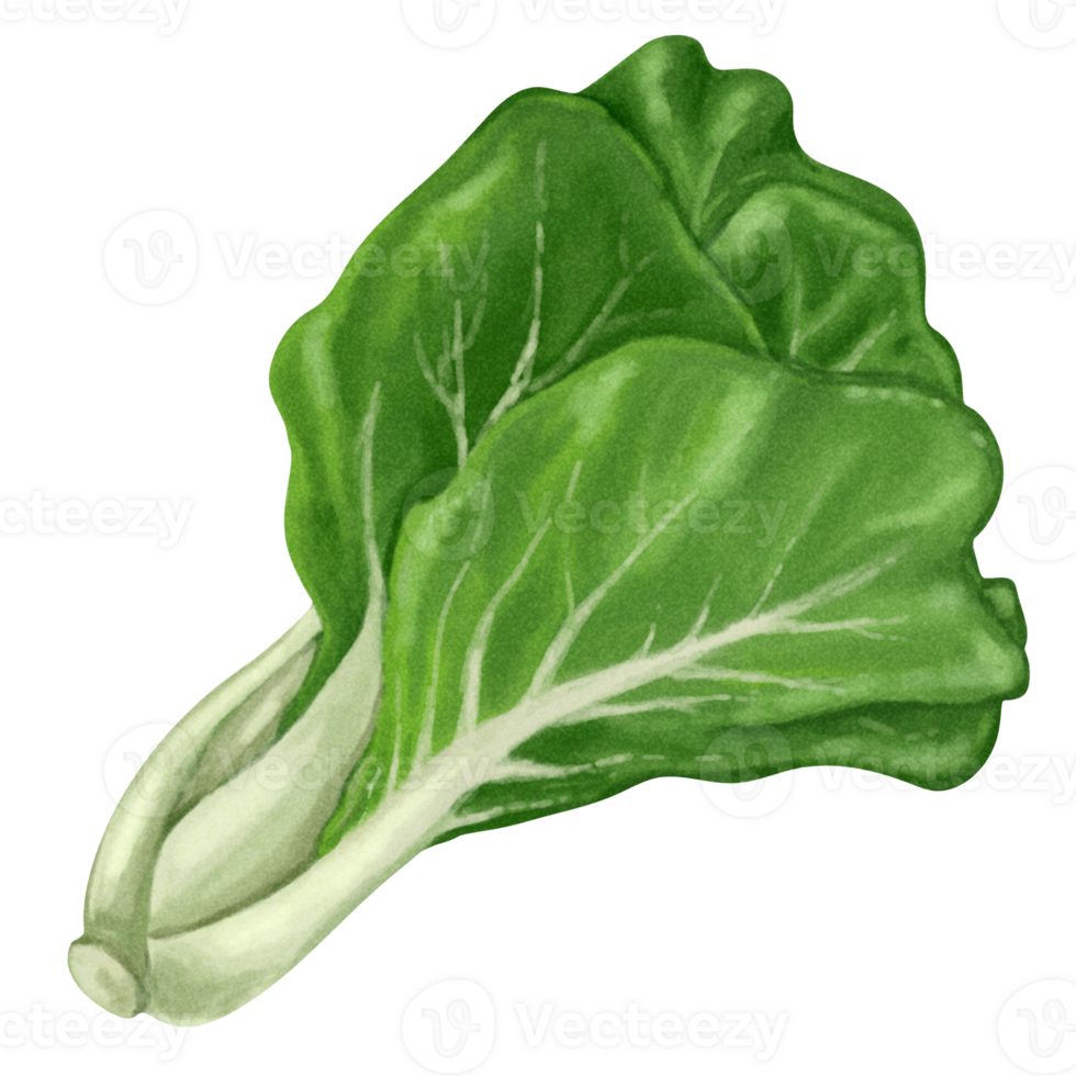 acquerello verdure pittura bok choy png