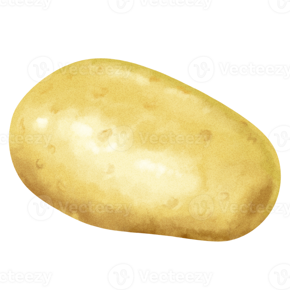 acuarela vegetales pintura patata png