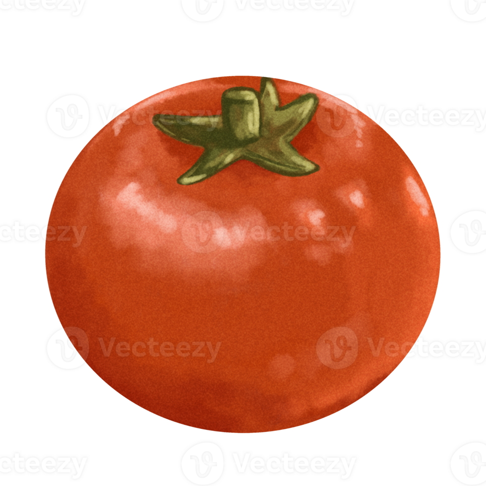 Watercolor Vegetables Painting Tomato png