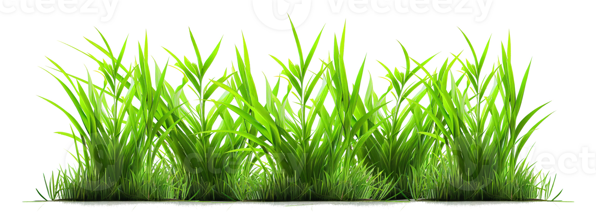 Green grass on a transparent background for decorating projects. png