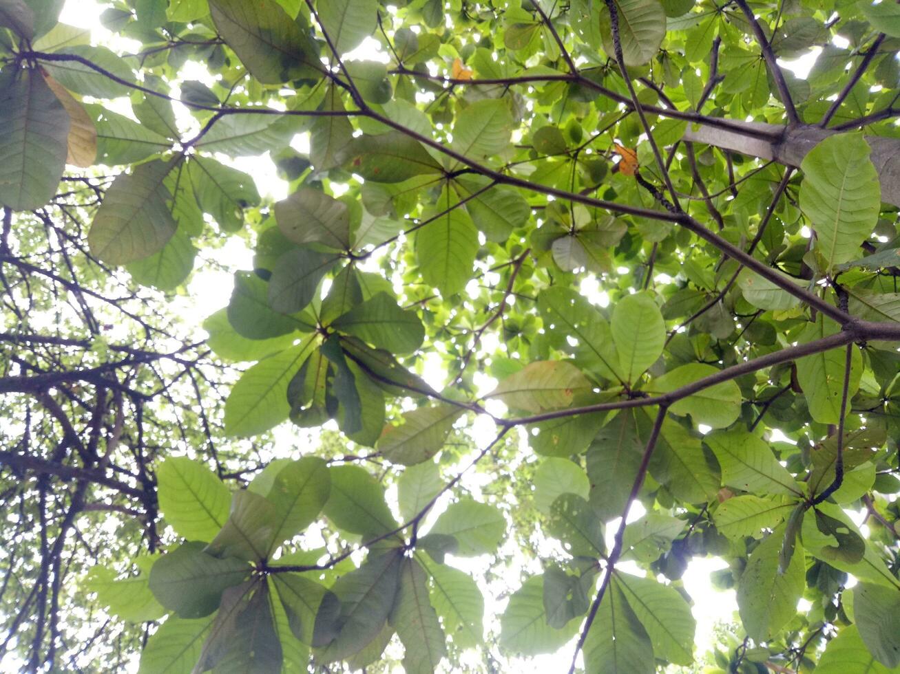 Lush and green ketapang tree are photographed from below photo