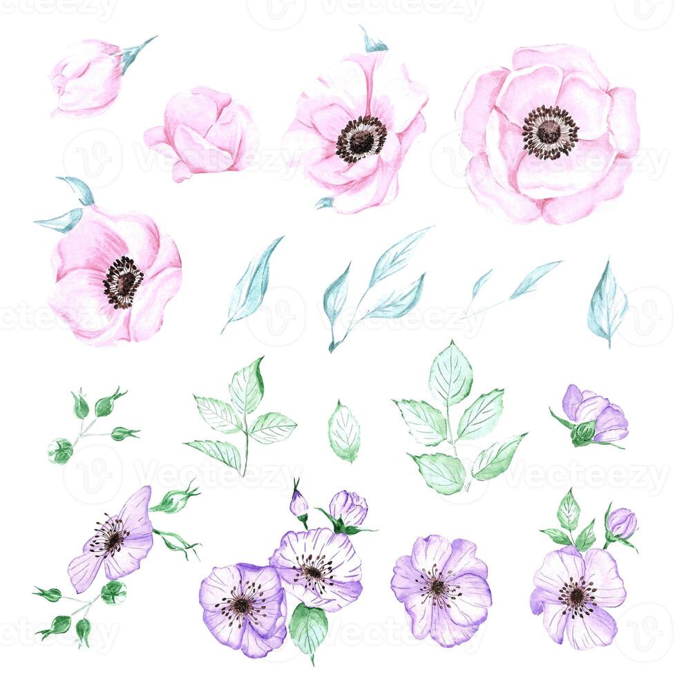Handdrawn anemone. Watercolor wind flower on the white background. Scrapbook design elements. Typography poster, card, label, banner design set. photo