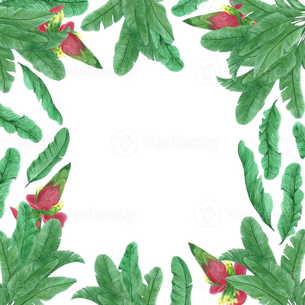 Hand drawn watercolor banana palmtree leaf and flower frame isolated on white background. Can be used for cards, patterns, label. photo