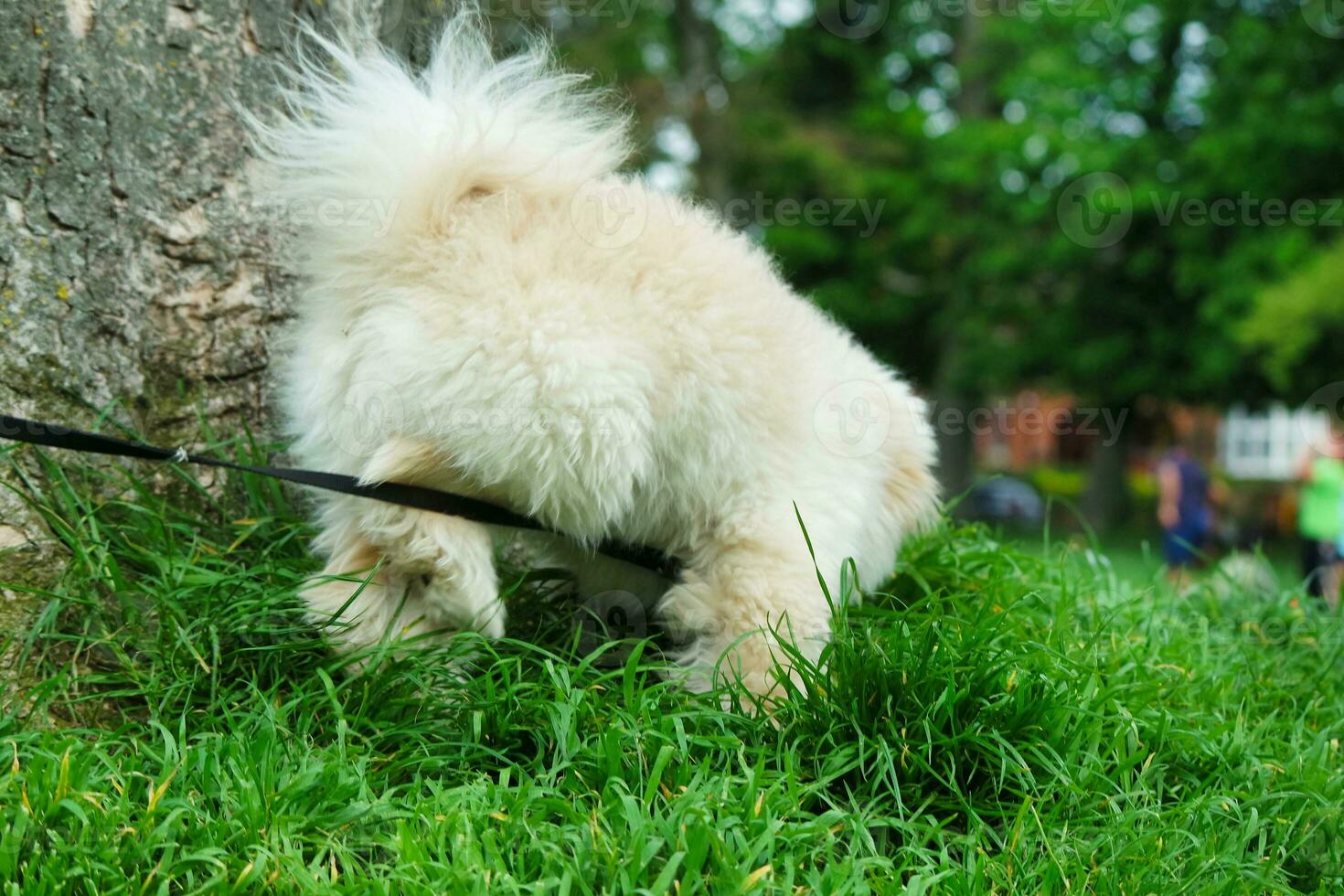 Cute Dog on Evening Walk at a Public Park of Luton England UK. photo