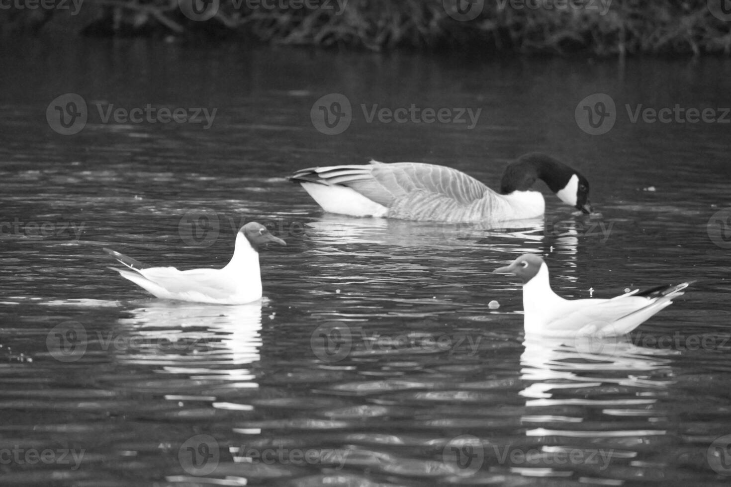 Beautiful View of Cute Bird at a Public Park of Luton England UK photo