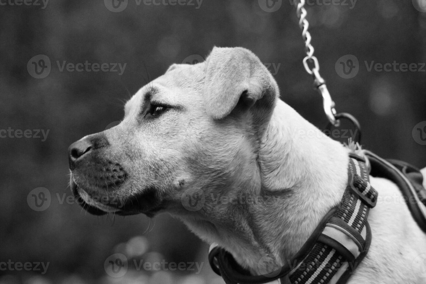 Cute Dog on Evening Walk at a Public Park of Luton England UK. photo