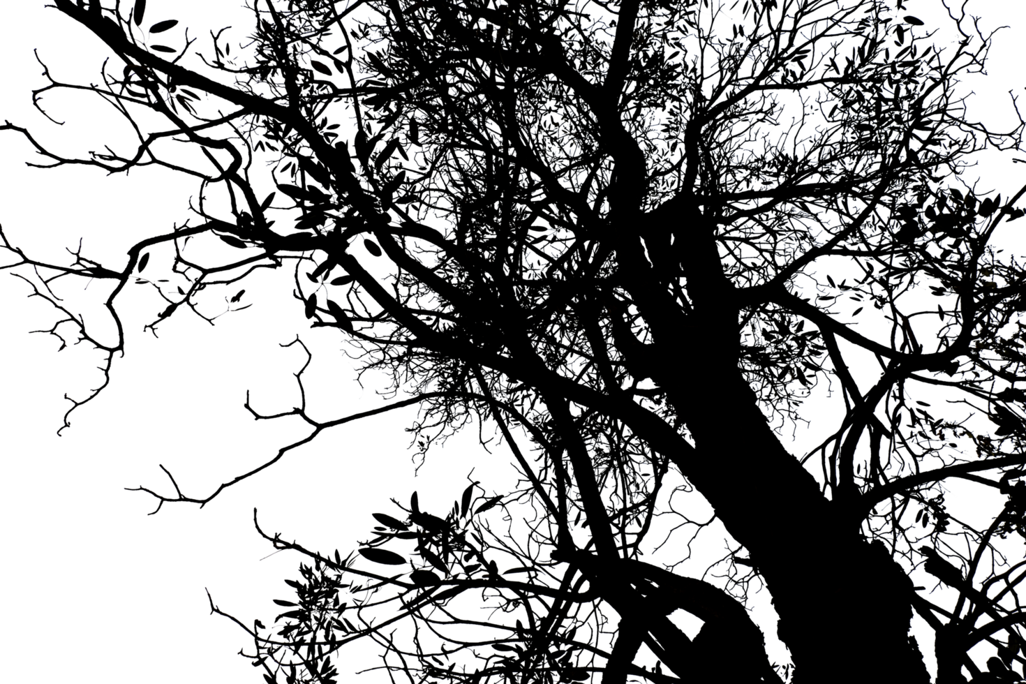 branches against forest png