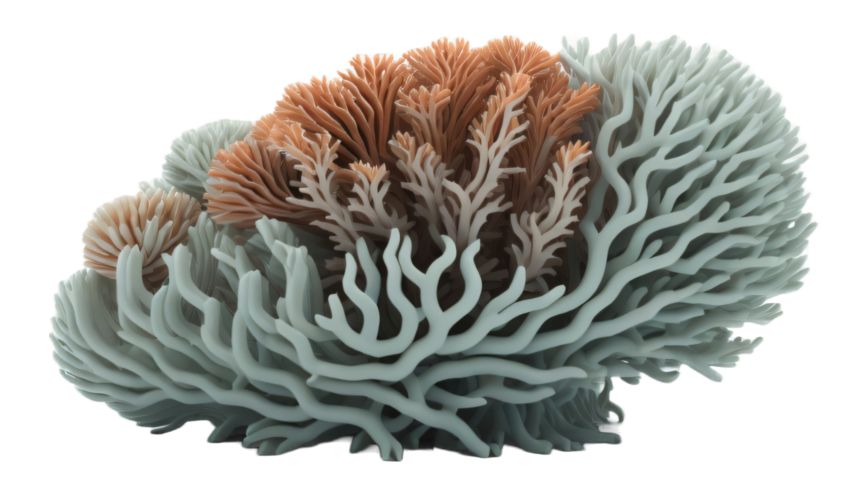 coral with transparent background. png