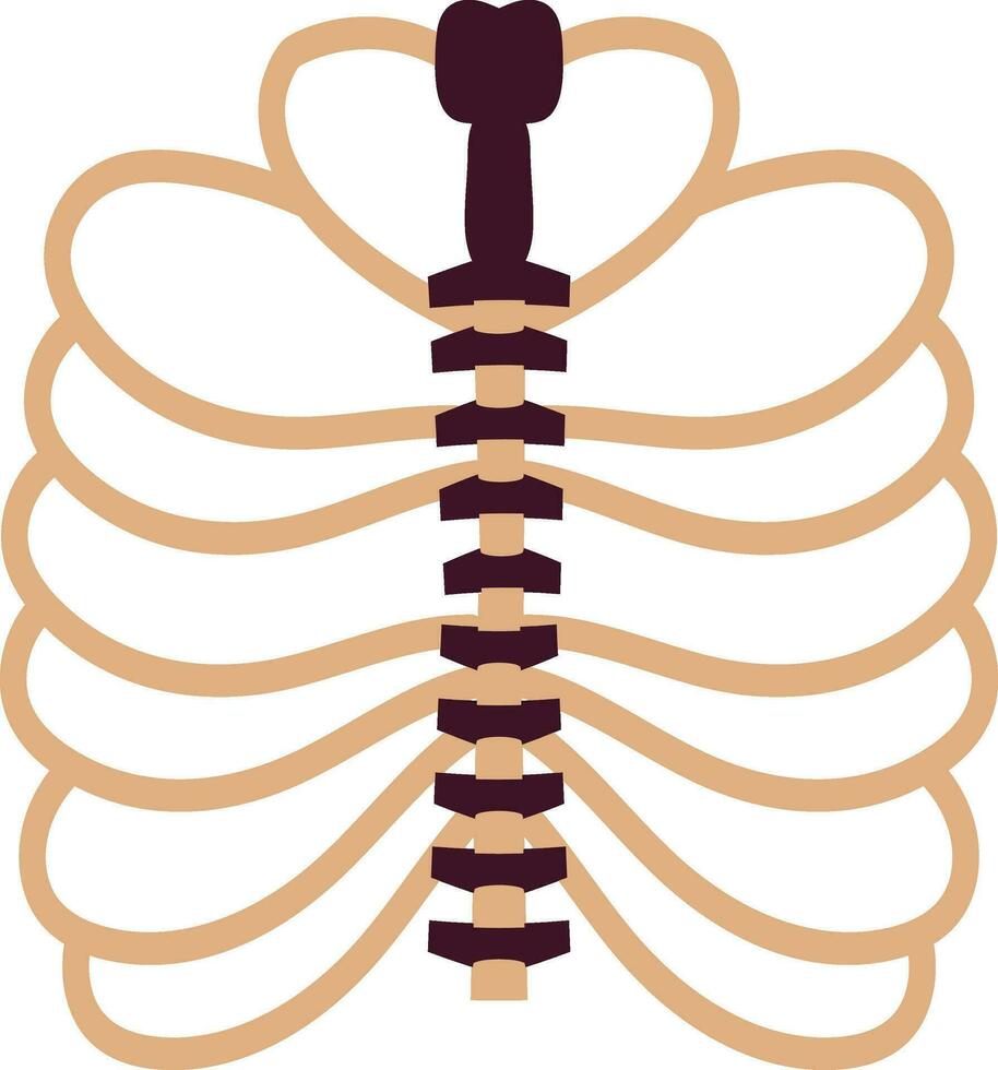 Picture of ribs inside body for protect heart. vector