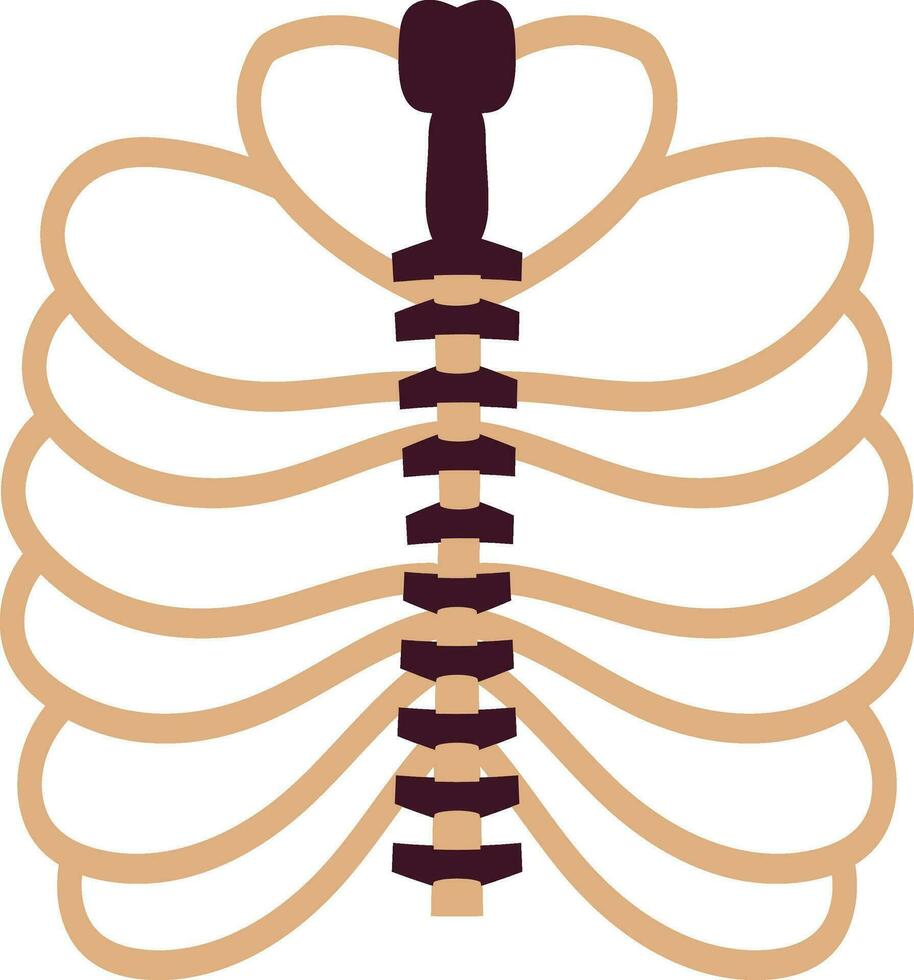 imagen de costillas dentro cuerpo para proteger corazón. vector