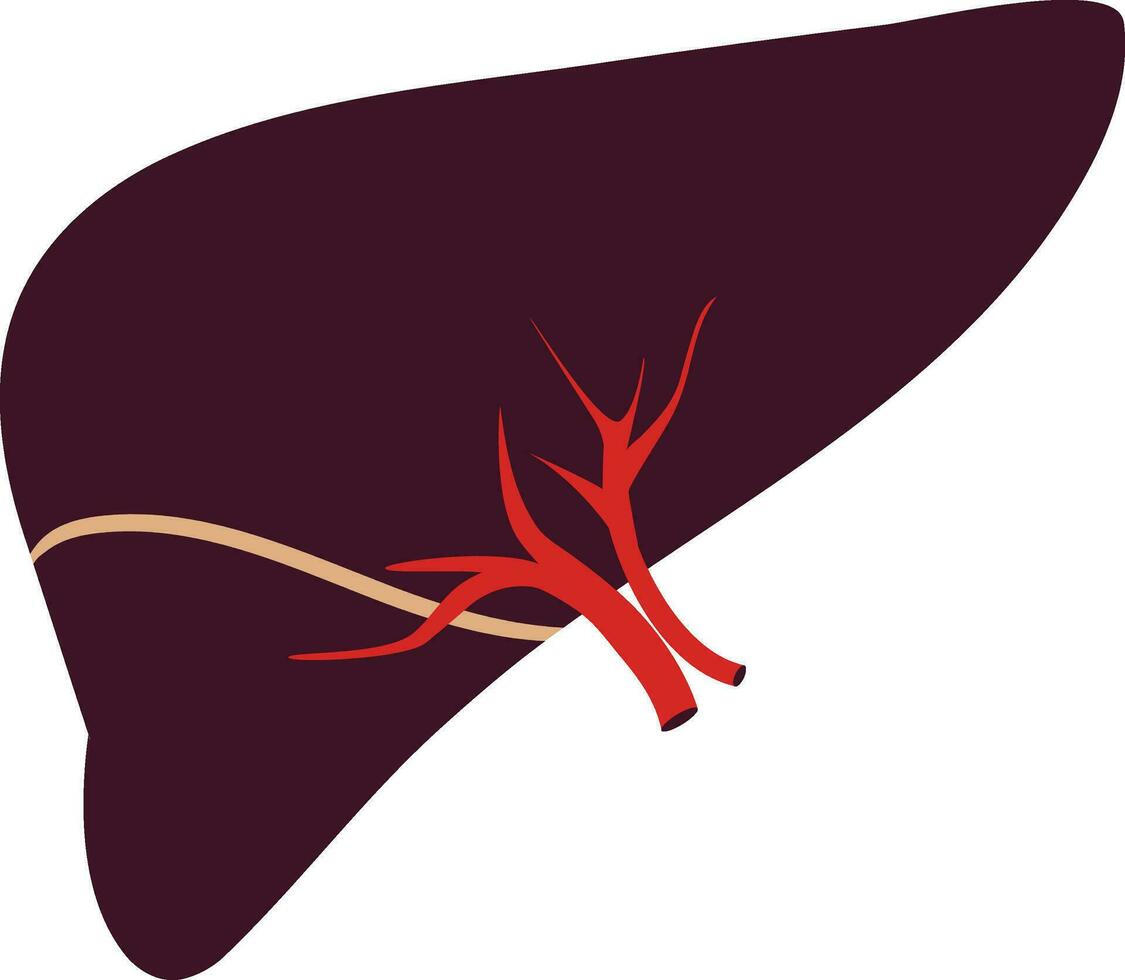 Liver icon in color for human body. vector