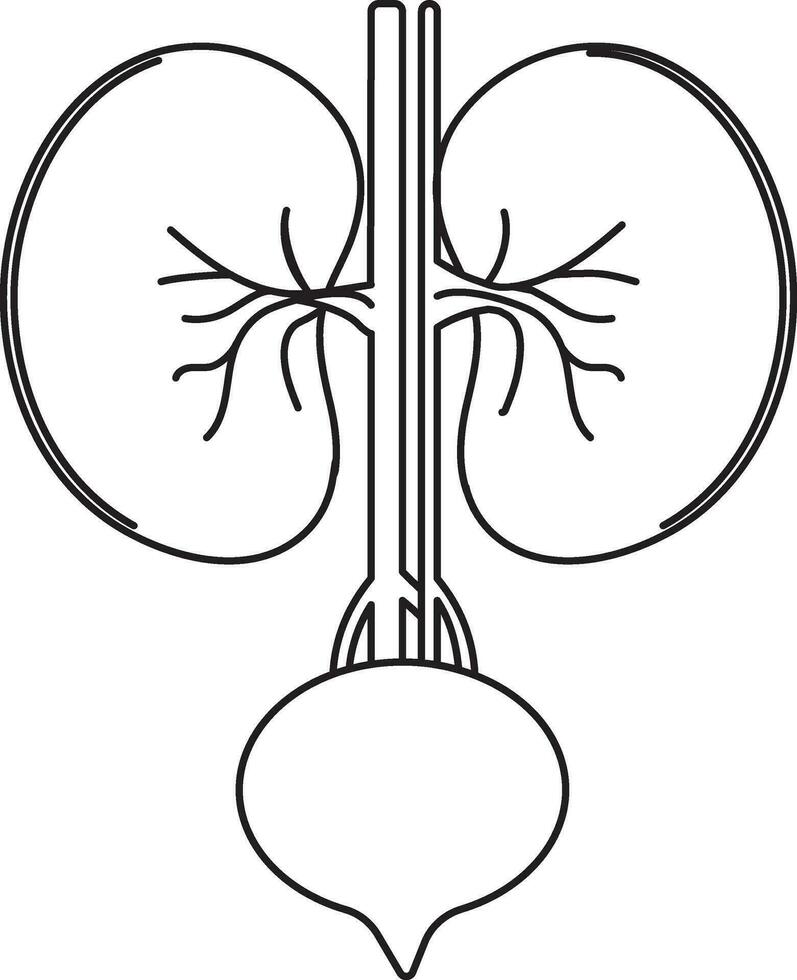 Kidneys icon for human body in stroke style. vector