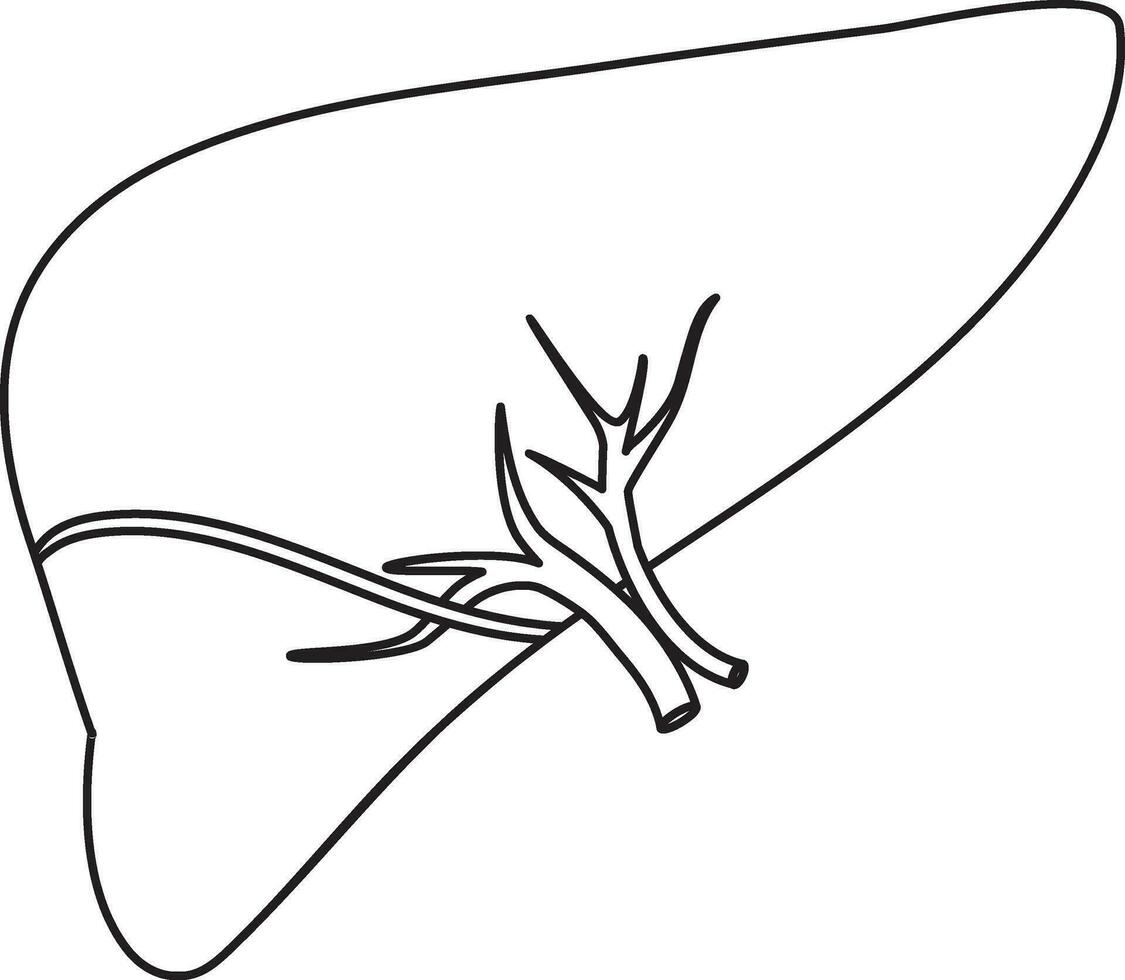 Stroke style of liver icon for human body. vector