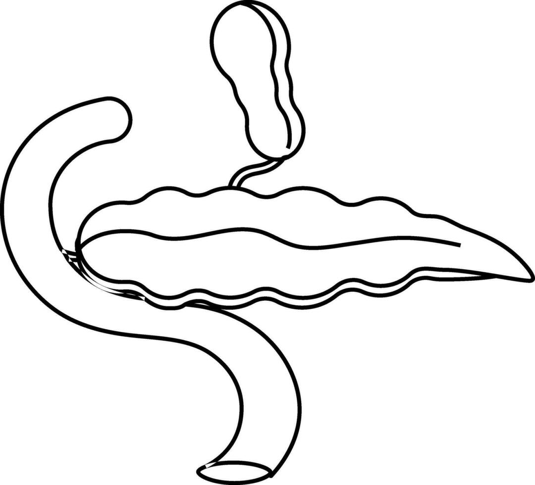 Pancreas icon in stroke style for human organ. vector