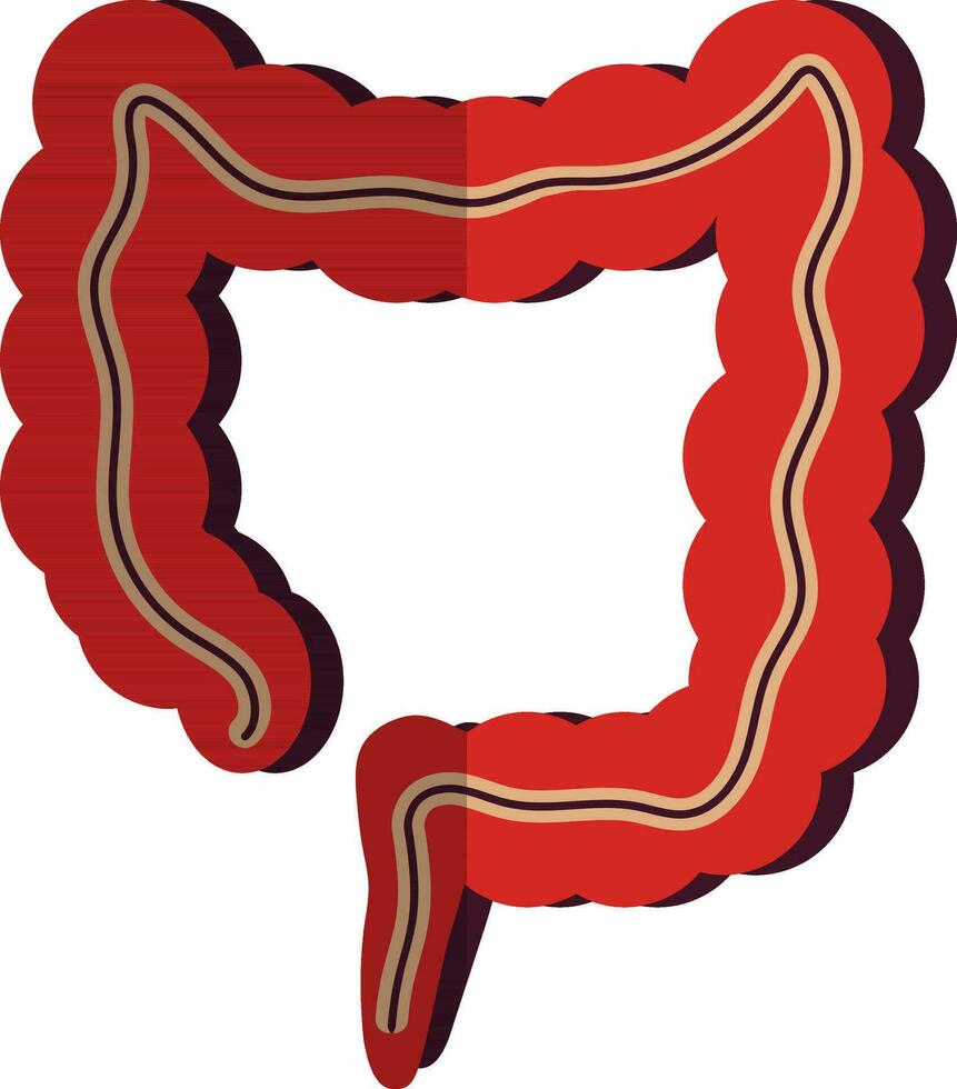 Picture of large intestine icon in half shadow of body part. vector