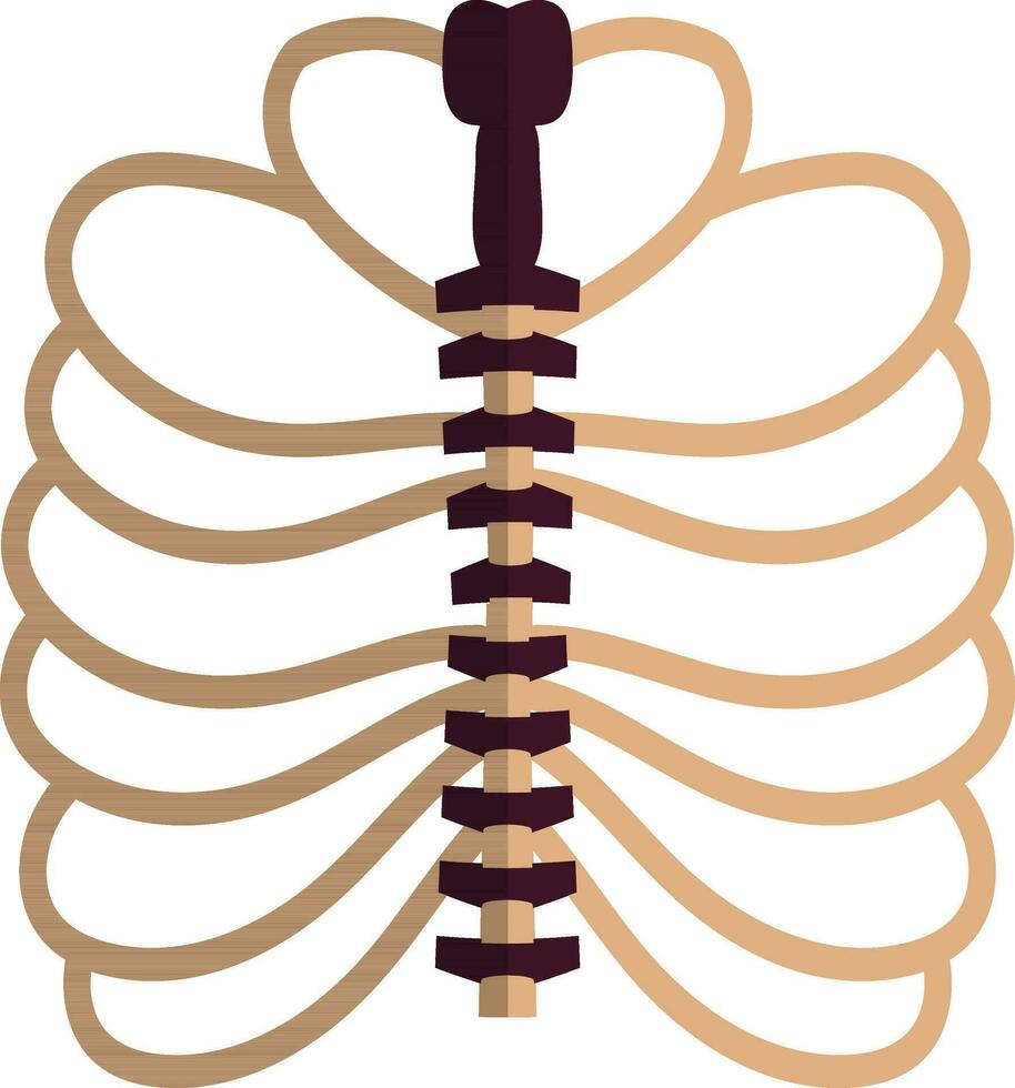 Picture of ribs inside body in half shadow for protect heart. vector
