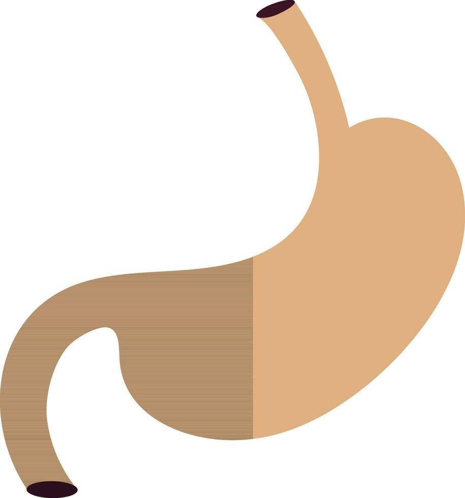 estómago icono en color con medio sombra para humano cuerpo. vector