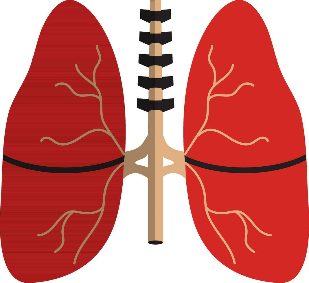 Color with half shadow of lungs icon inside body. vector