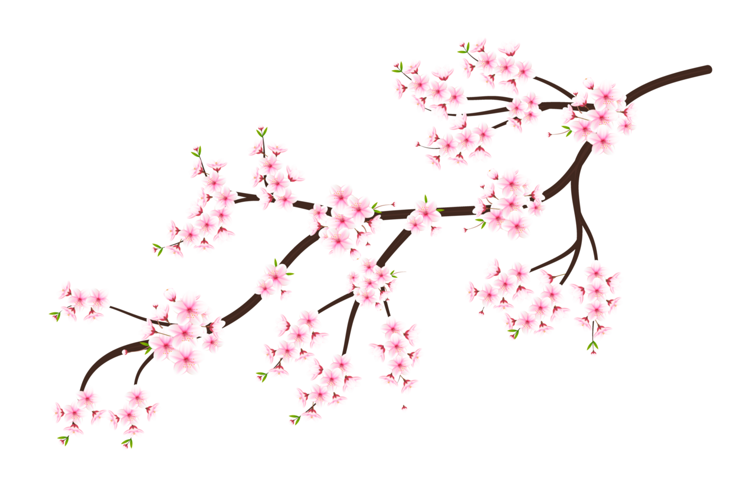 realistico fioritura ciliegia fiori e petali, ciliegia fiore. rosa sakura fiore sfondo. ciliegia fiorire fiore fioritura png