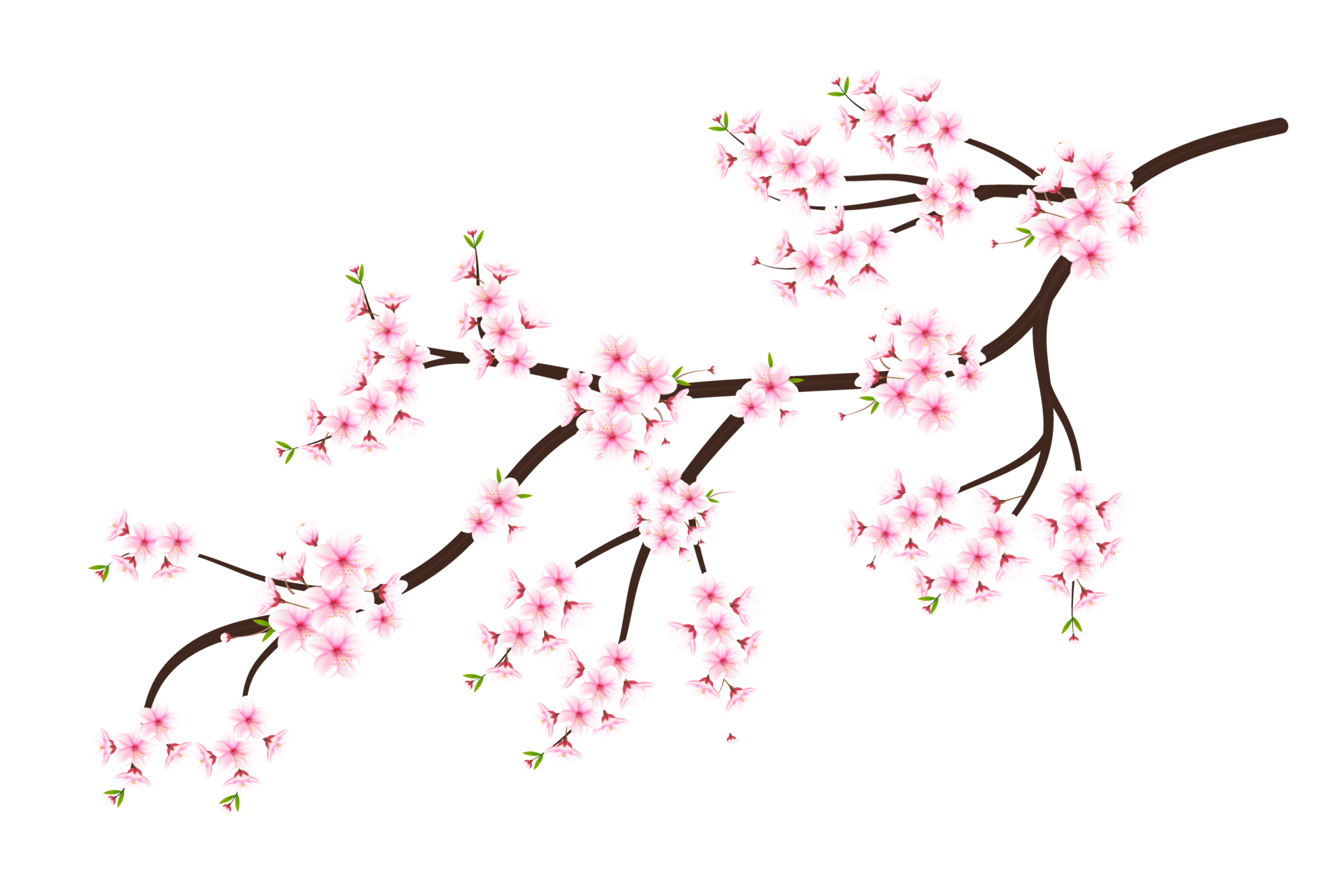 Realistic Blooming Cherry Flowers And Petals Cherry Blossom Pink realistic-blooming-cherry-flowers-and-petals-cherry-blossom-pink