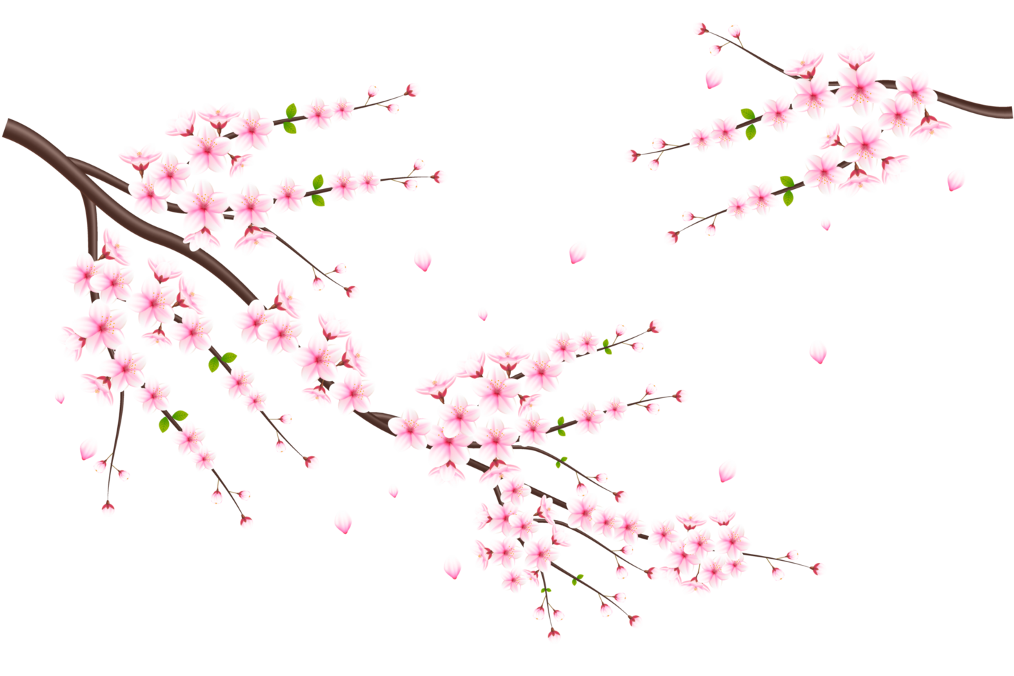 Realistic blooming cherry flowers and petals, cherry blossom. pink sakura flower background. cherry blossom flower blooming png