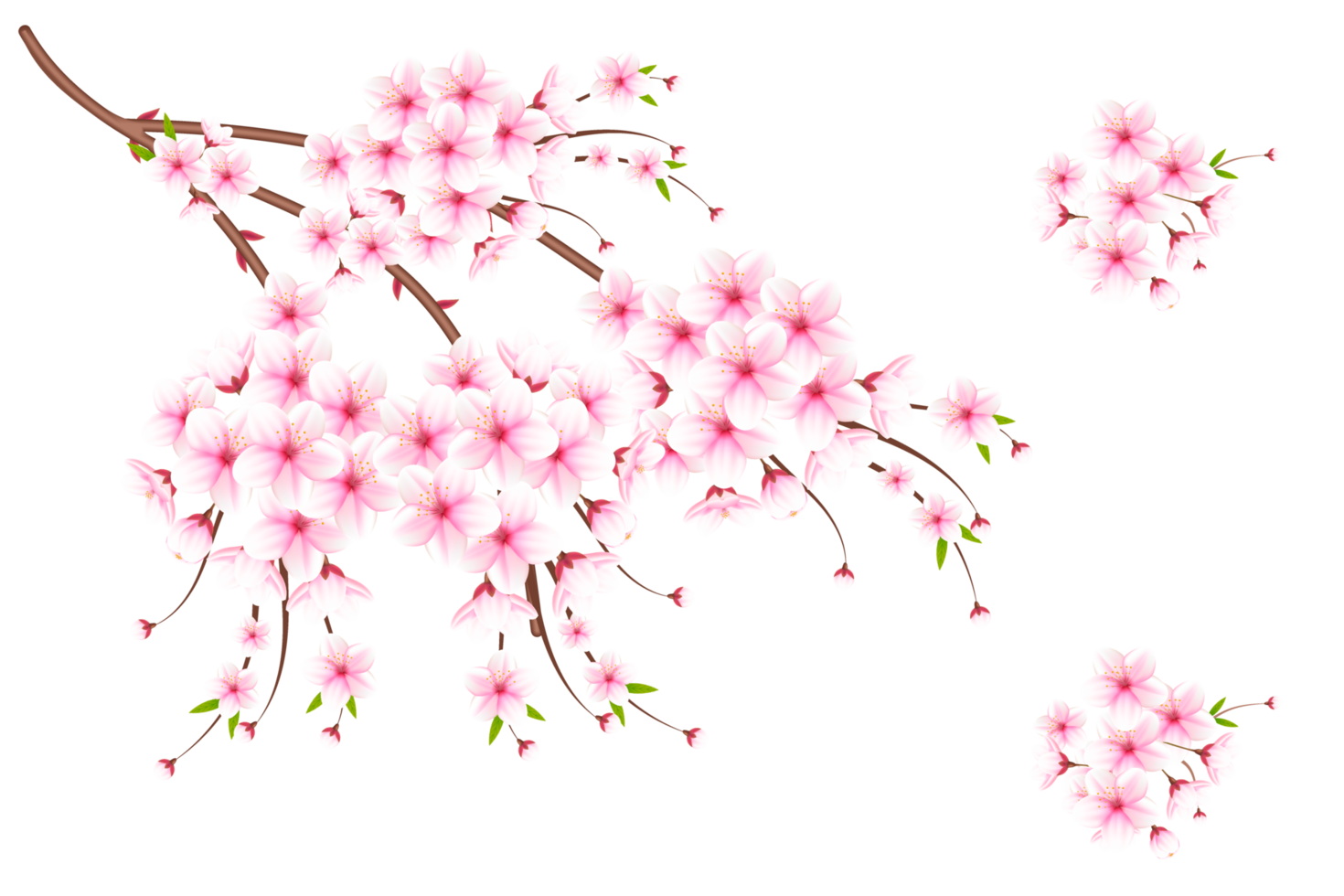 Realistic blooming cherry flowers and petals, cherry blossom. pink sakura flower background. cherry blossom flower blooming png