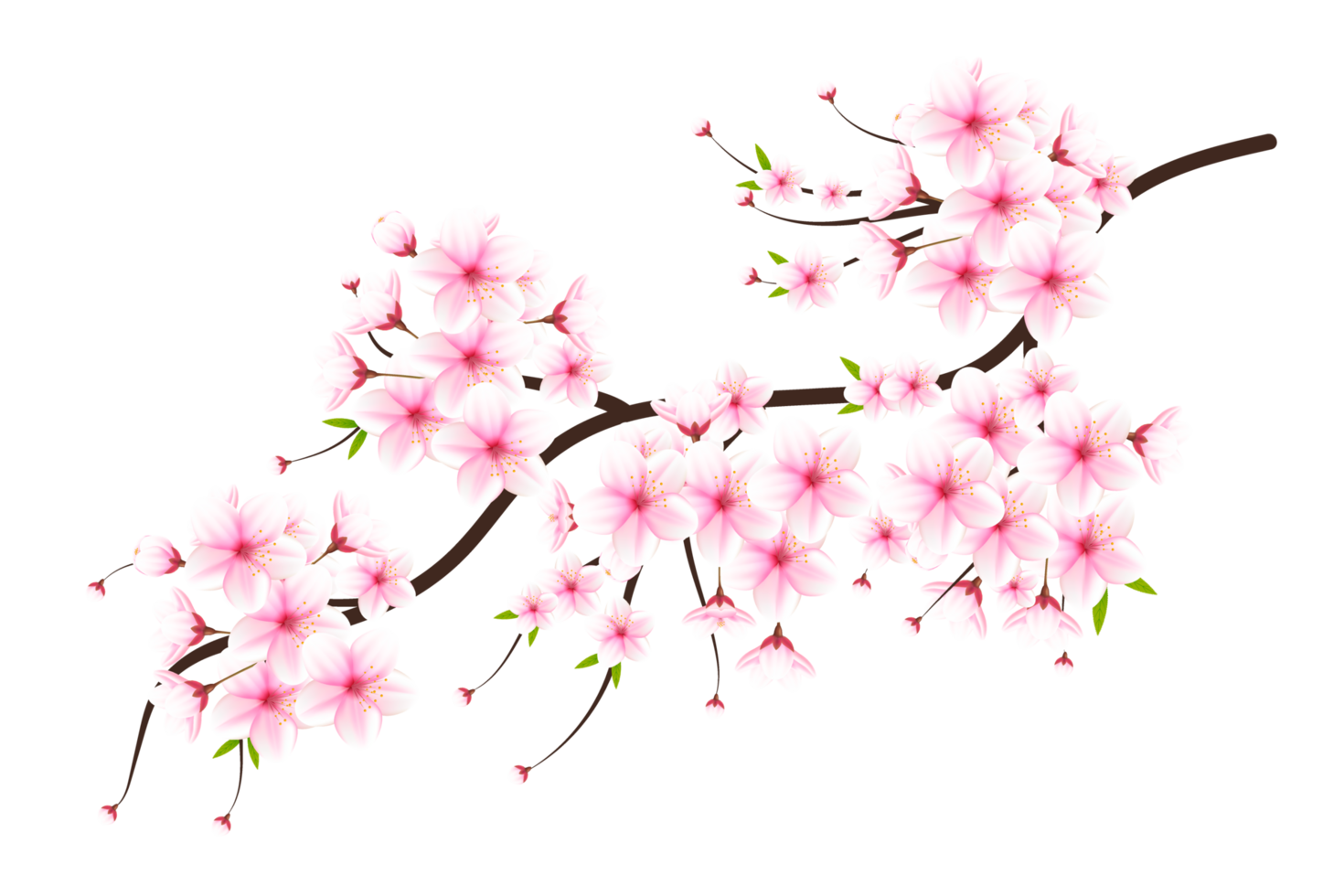 Realistic blooming cherry flowers and petals, cherry blossom. pink sakura flower background. cherry blossom flower blooming png