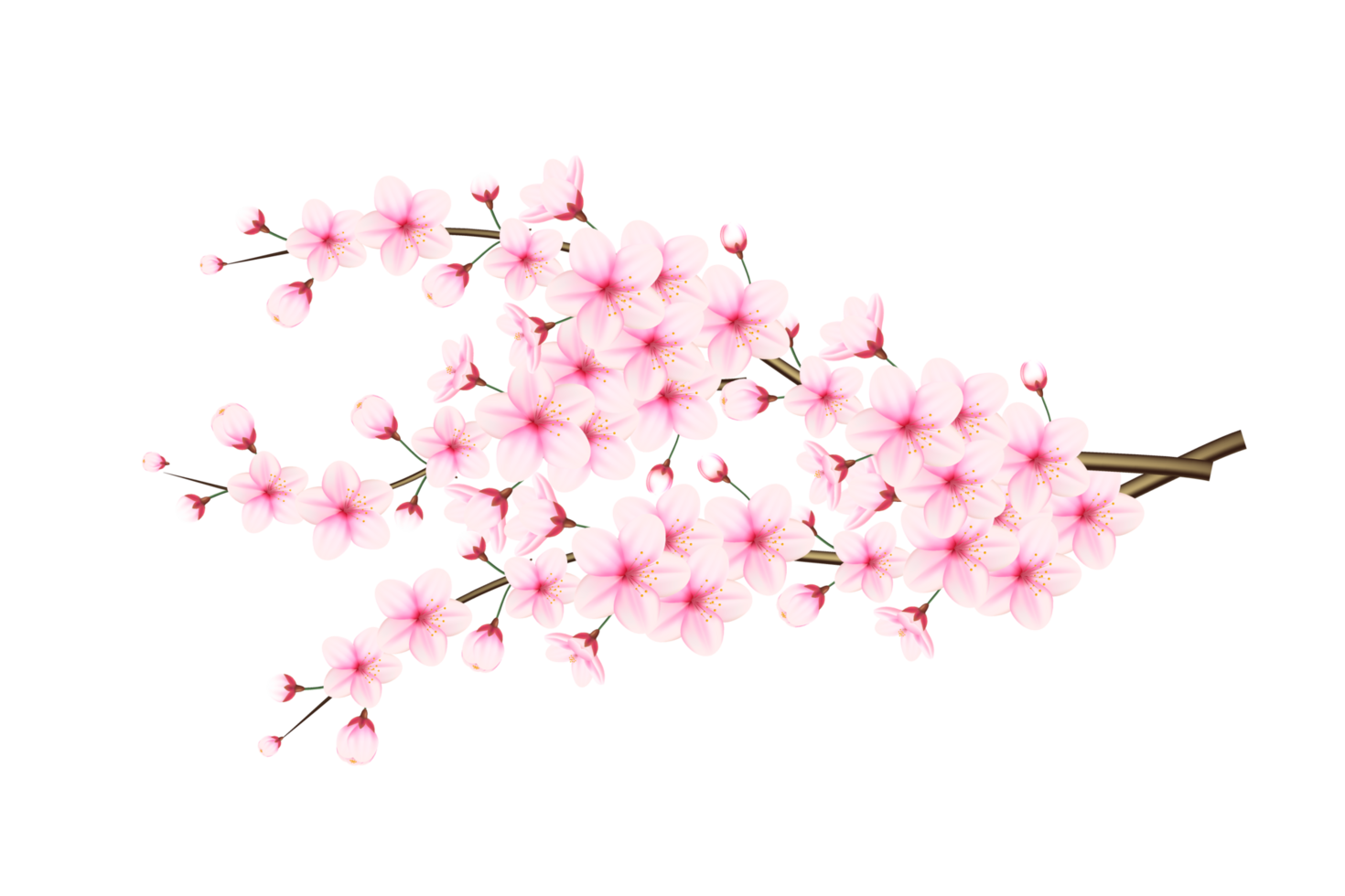 Realistic blooming cherry flowers and petals, cherry blossom. pink sakura flower background. cherry blossom flower blooming png