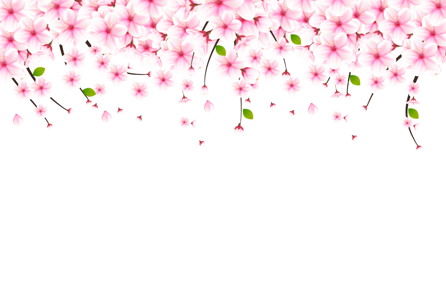 Realistic blooming cherry flowers and petals, cherry blossom. pink sakura flower background. cherry blossom flower blooming png