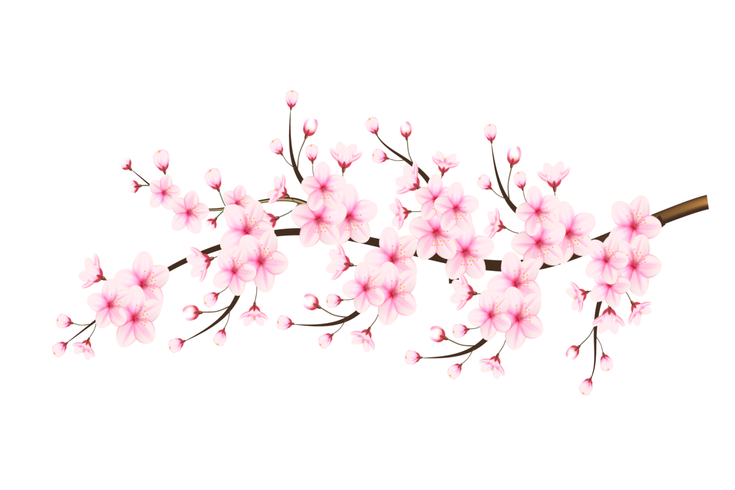 realista florescendo cereja flores e pétalas, cereja florescer. Rosa sakura flor fundo. cereja Flor flor florescendo png