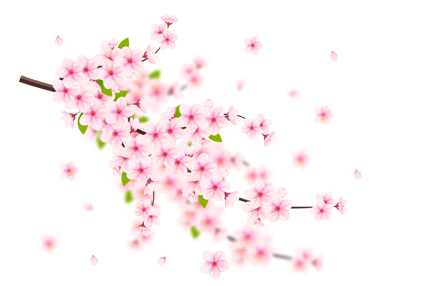 Realistic blooming cherry flowers and petals, cherry blossom. pink sakura flower background. cherry blossom flower blooming png