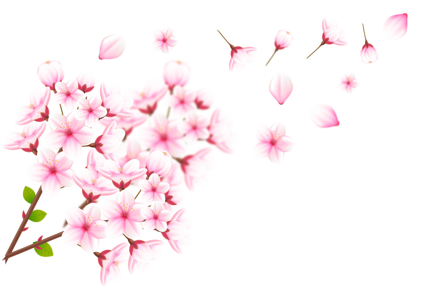 Realistic blooming cherry flowers and petals, cherry blossom. pink sakura flower background. cherry blossom flower blooming png