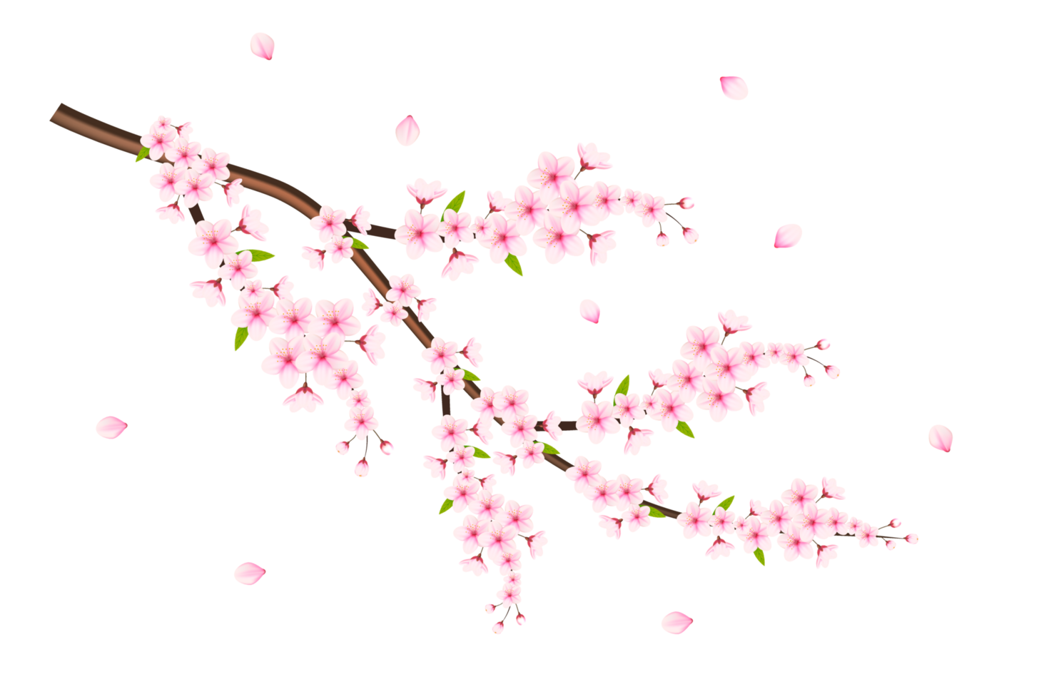 Realistic blooming cherry flowers and petals, cherry blossom. pink sakura flower background. cherry blossom flower blooming png