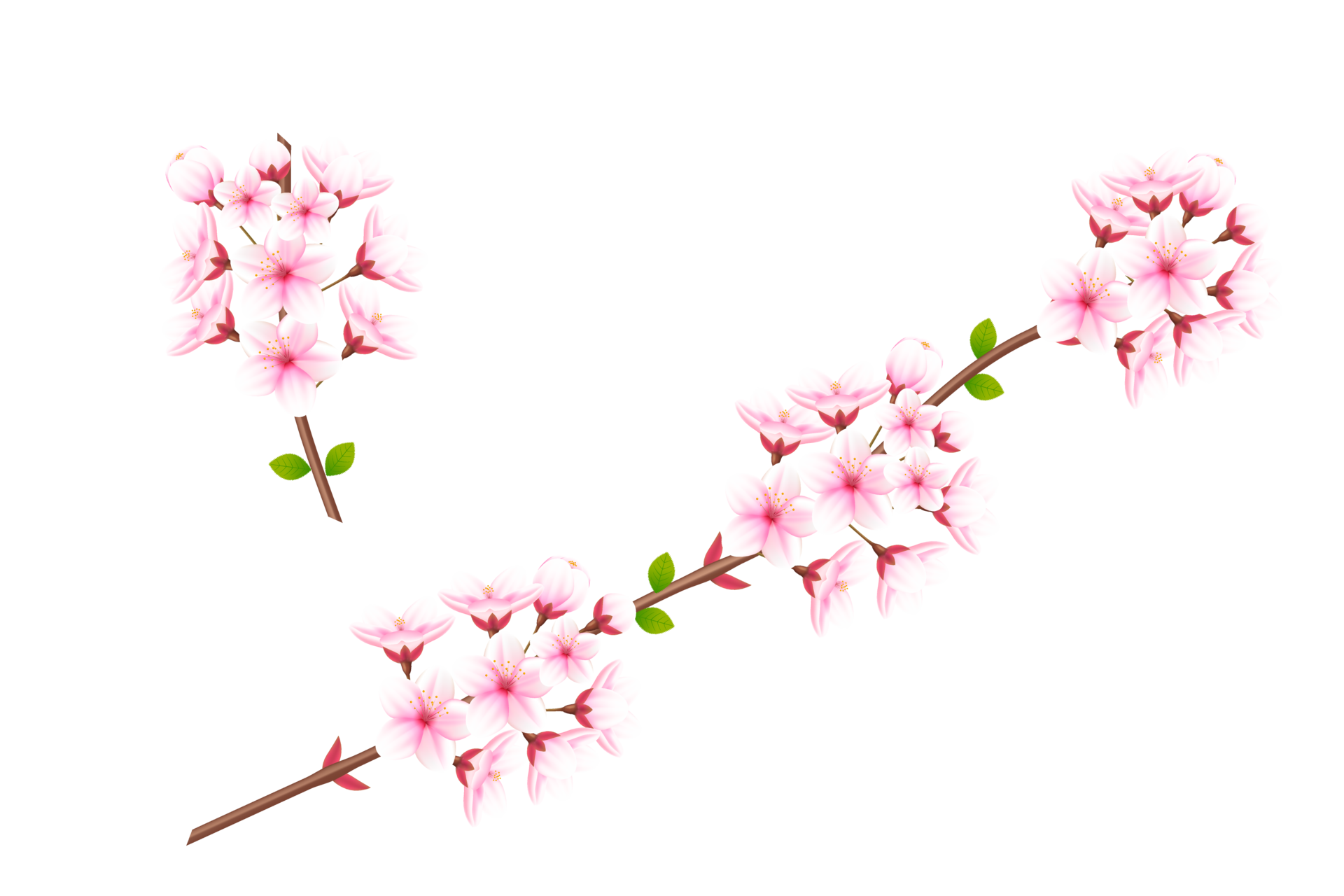 Realistic Blooming Cherry Flowers And Petals Cherry Blossom Pink pink-cherry-blossom-flowers-free-stock-photo-public-domain-pictures