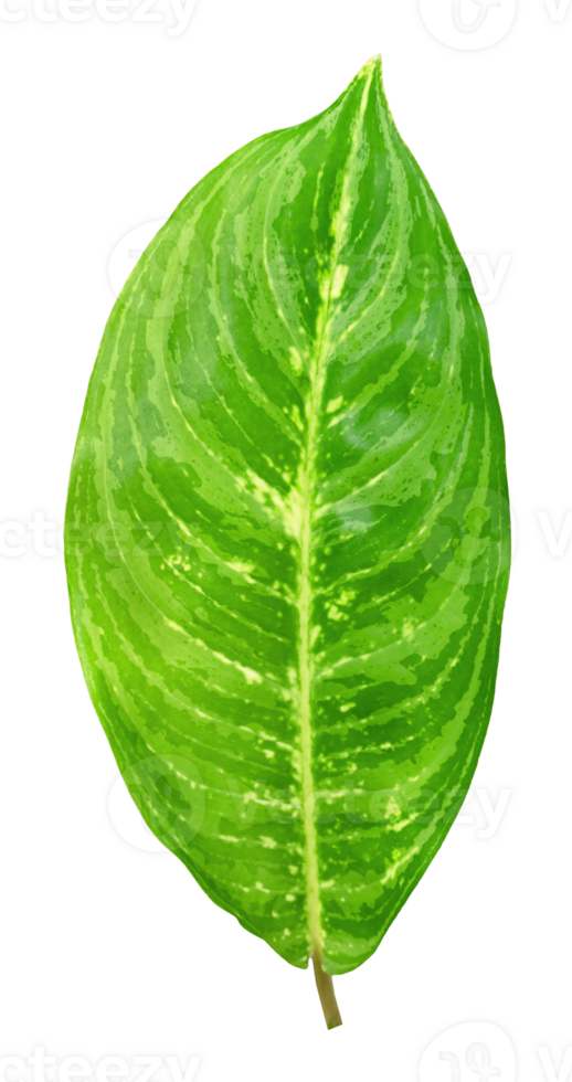 Green leaves pattern isolated png