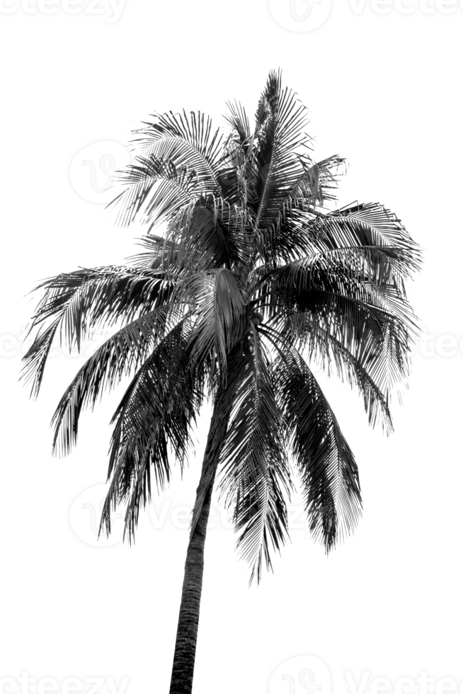 Black and white Leaves of palm,coconut tree isolated png