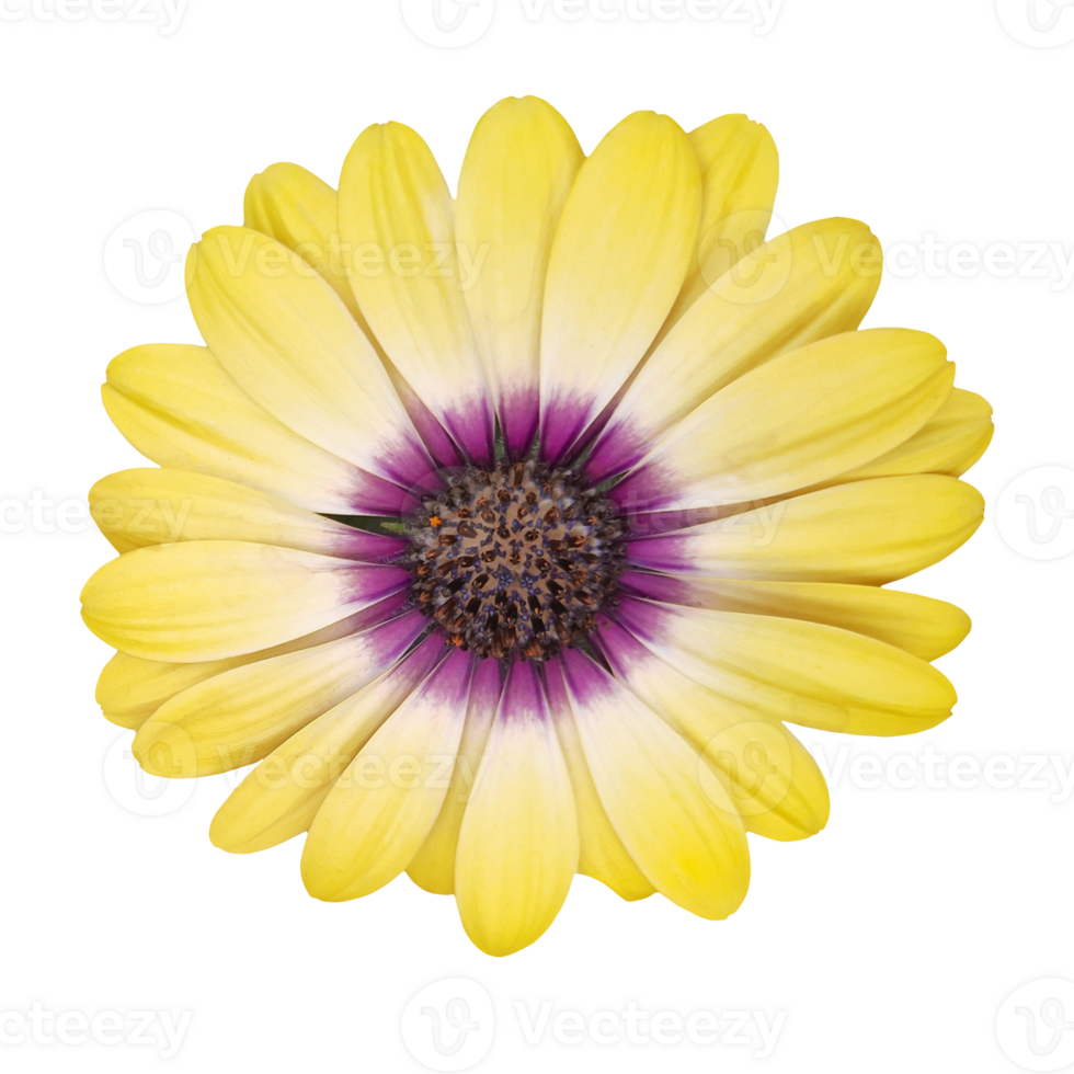 yellow and purple daisy flower element png