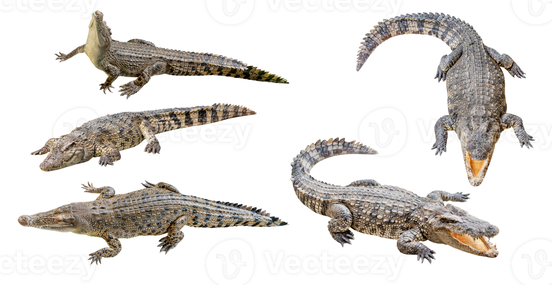 coleção conjunto crocodilo png